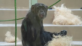 New Chimpanzee Exhibit Coming To The Indy Zoo