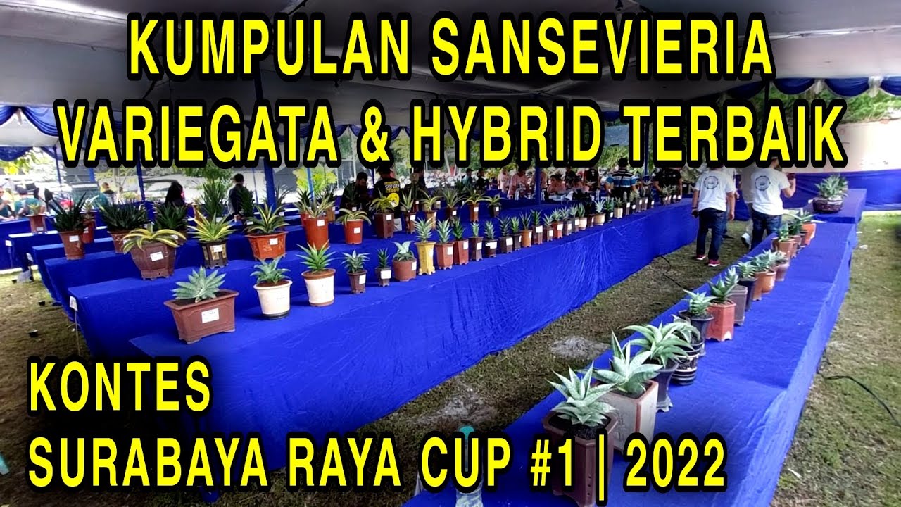 VLOG 5 || KUMPULAN SANSEVIERIA | VARIEGATA & HYBRIT TERBAIK | KONTES SURABAYA RAYA CUP #1 | 2022
