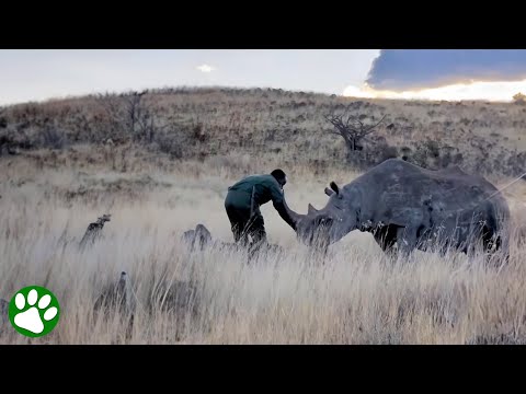 Verwaistes Nashorn wird mit dem Mann wiedervereint, der es aufgezogen hat