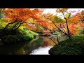 一葉舟 五輪真弓 東京 八芳園 紅葉