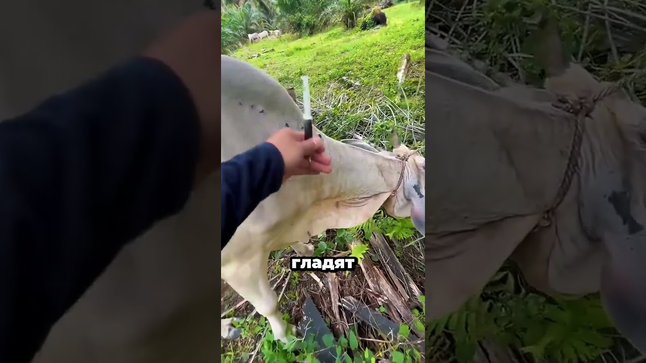 Гениальная хитрость ветеринара с уколом 🐄💉