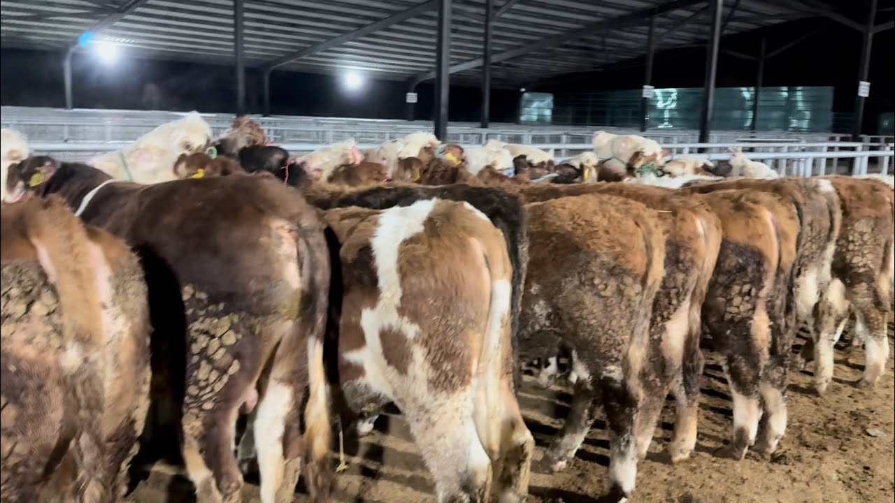 AMASYA/SULUOVA HAYVAN PAZARINDAYIZ TECRÜBEYE DEVAM 