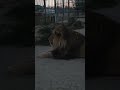 ❤️Лев Тигран и волки ночью. #shorts #shortvideo #lions #animals