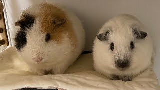 モルモットに癒される休日A relaxing holiday with guinea pigs