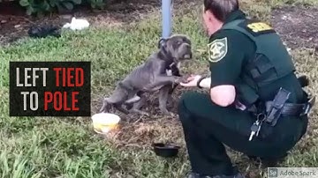 Dog Tied To Pole Reaches Out Paw To The Cop Who