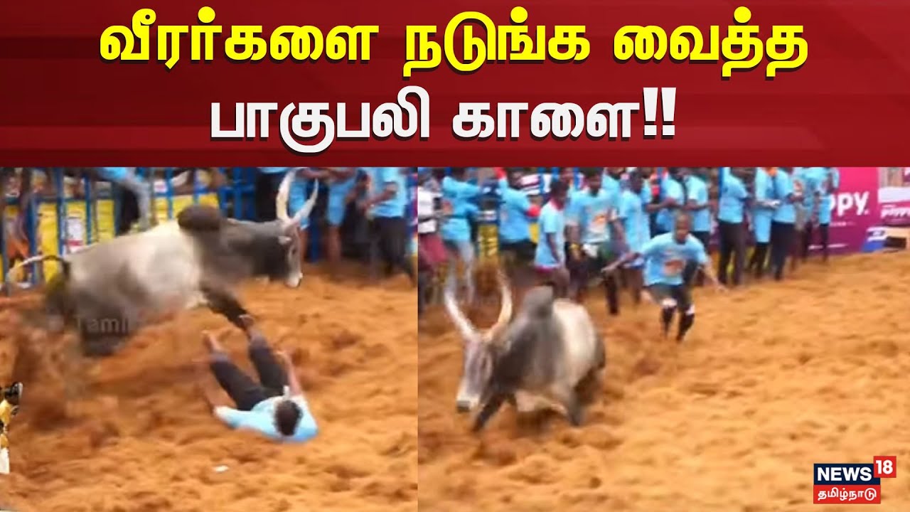 Alanganallur Jallikattu | வீரர்களை நடுங்க வைத்த பாகுபலி காளை!! | Madurai | Jallikattu 2025