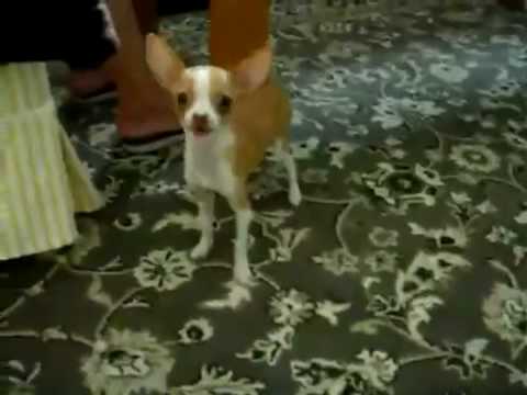 anti-bark-collars-how-to-control-your-dogs-barking