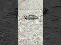 Turtle Patrol- Port Aransas, Mustang Island Texas: KEMPS RIDLEY!
