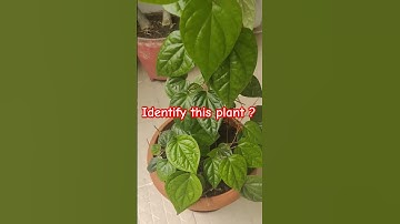 New pattern in AIAPGET exam (Image based Questions) -23 | Ayurveda PG preparation app |