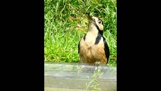 Great Spotted Woodpecker Having A Drink Of Water In My Garden