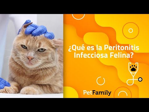 ¿Qué es la Peritonitis Infecciosa Felina?