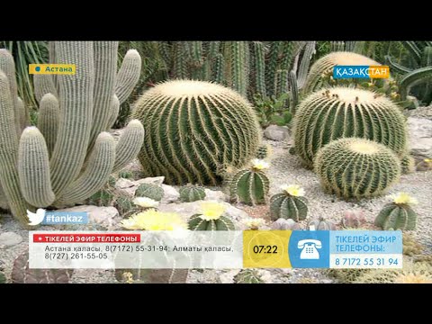 Video: Кактустагы антракноздун симптомдору - кактуста антракнозду кантип дарылоо керек