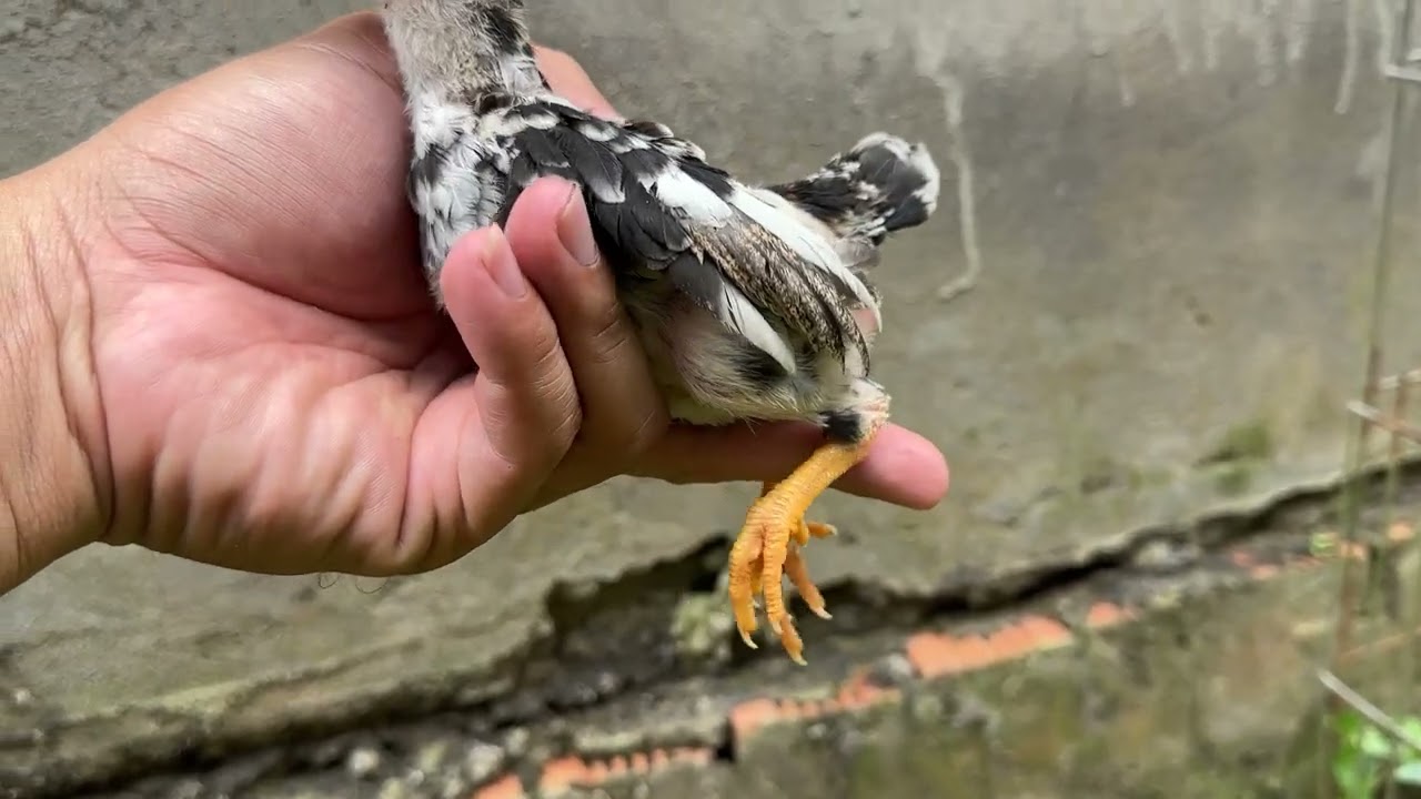 Gà tre bắc cộc mơ, anh em chơi theo from dáng hay màu sắc 