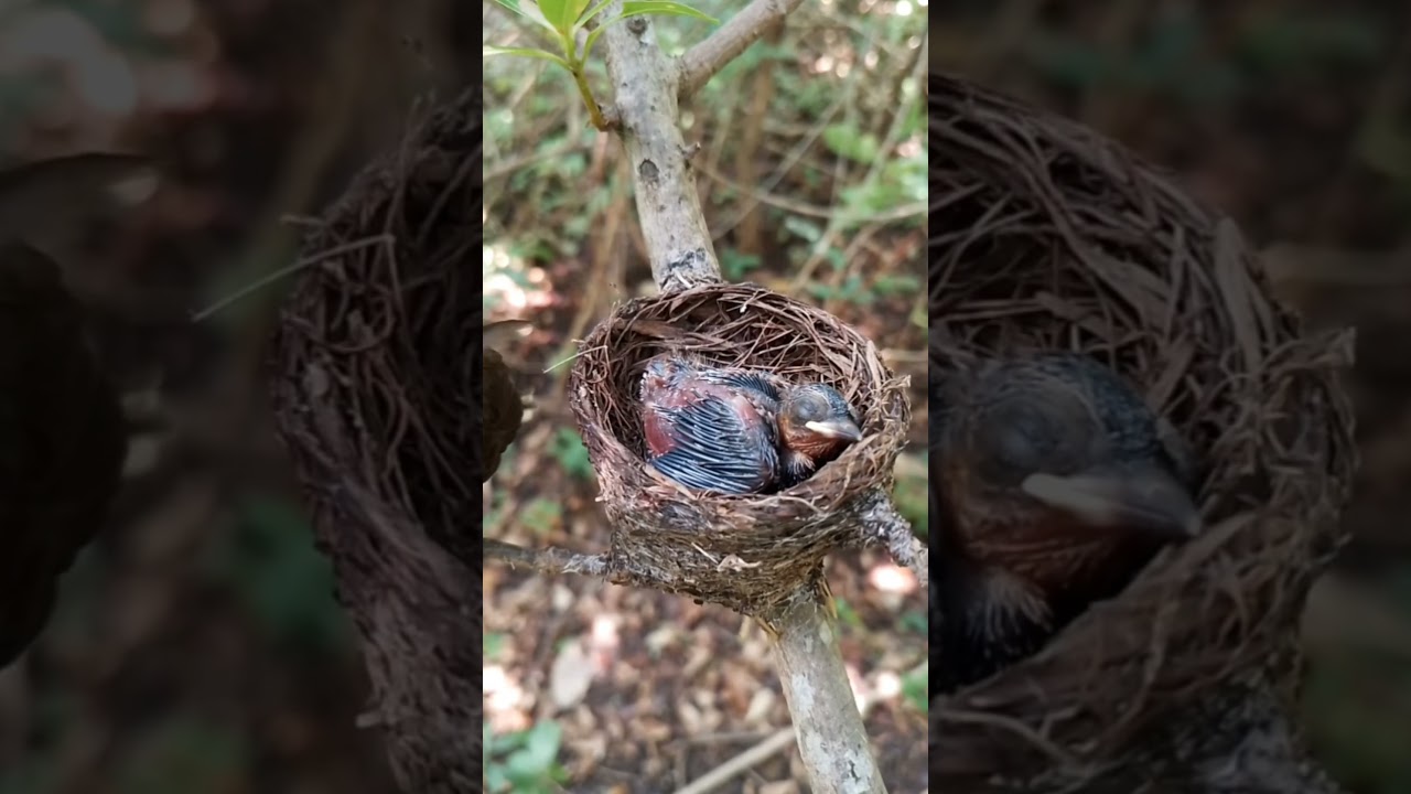 Feathered Care: A Mother's Watch 