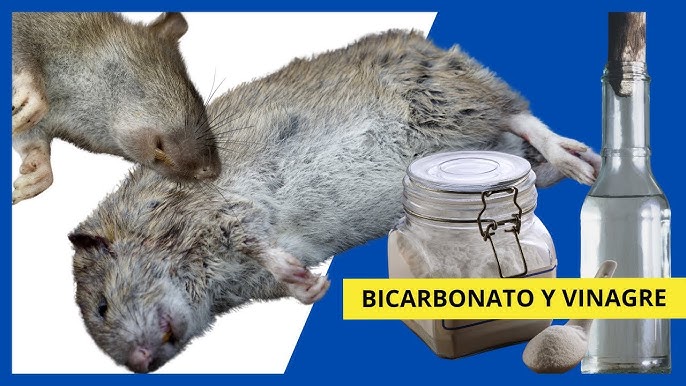 5 métodos caseros para eliminar las ratas de tu casa - El Diario NY