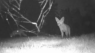 Two Foxes On A Wet Night.