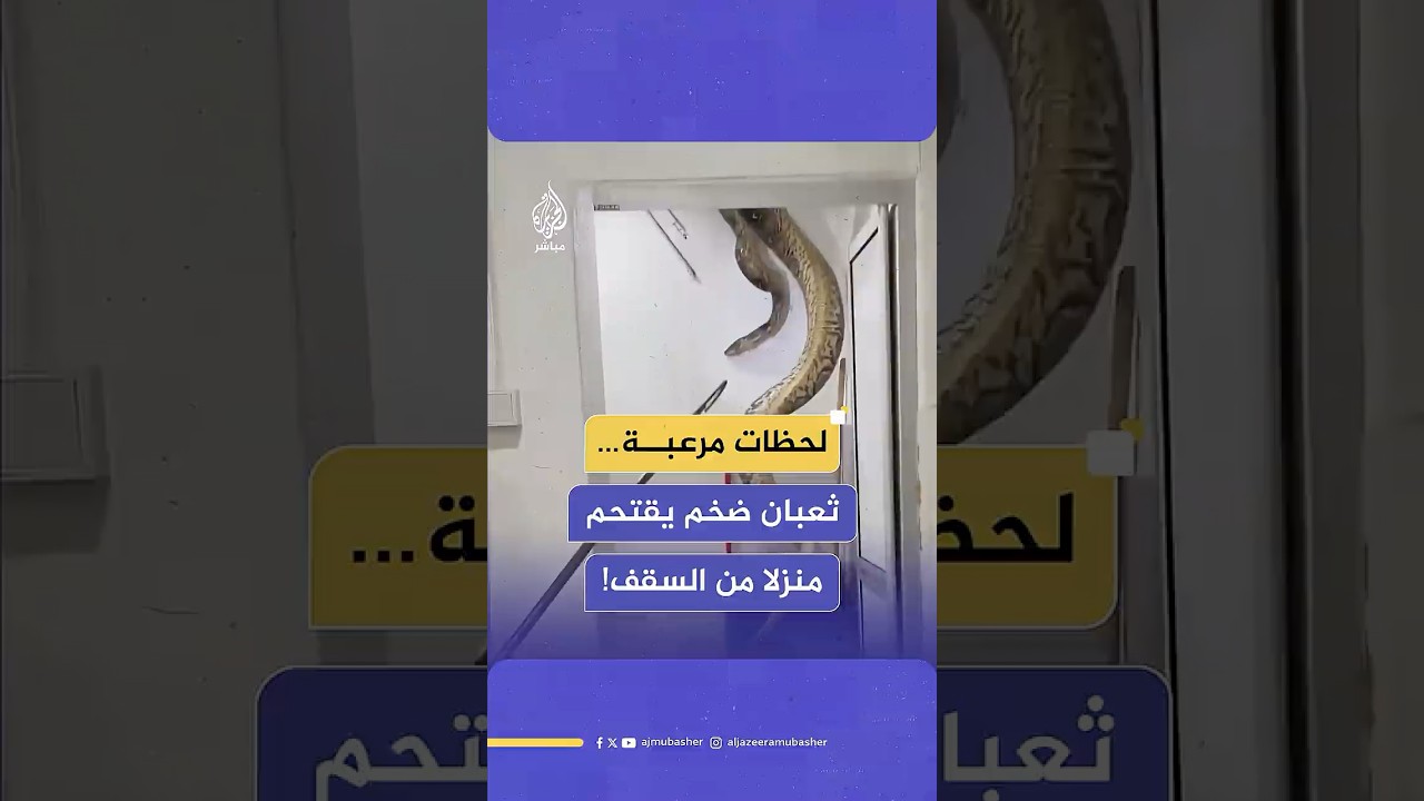 ثعبان بايثون عملاق يسقط من سقف حمّام منزل في ماليزيا.. والدفاع المدني ينجح في السيطرة عليه.