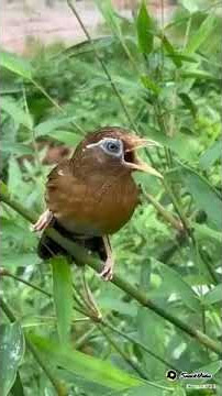 manuk ucul