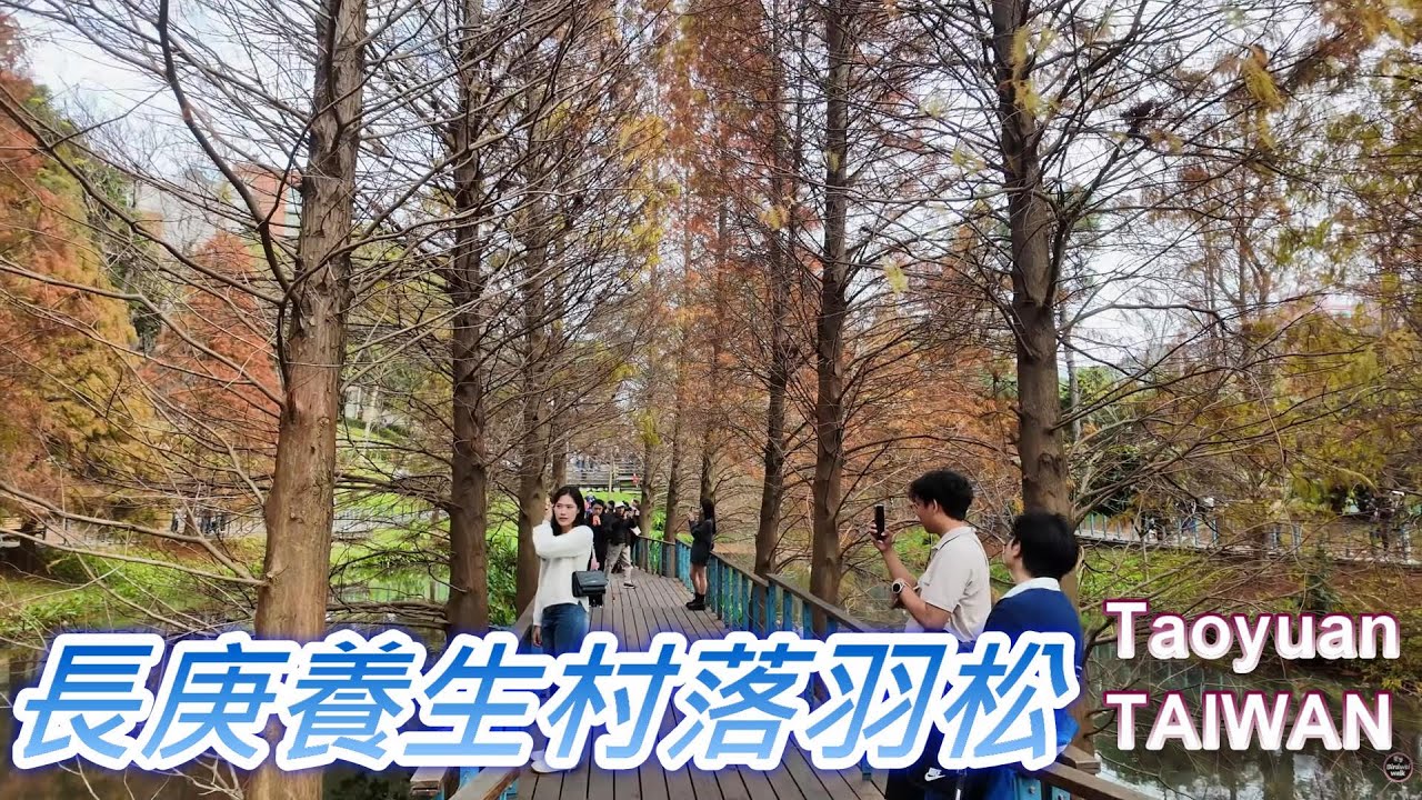 長庚養生文化村落羽松公園｜Taiwan Bald Cypress Park Walk Vlog 🌲✨