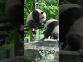 Just Another Day For Panda Siblings | iPanda #shorts