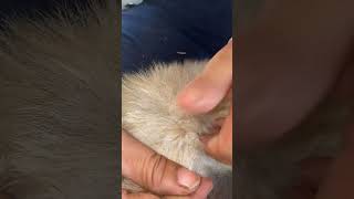 Caring for my fluffy dog – clean, soft, and happy every day ✨ screenshot 2