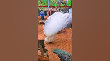 Thumbnail of A rare male albino peacock showing his beautiful feathers. || #shorts #Peacock