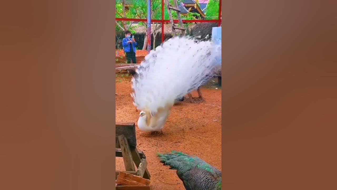 A rare male albino peacock showing his beautiful feathers. || #shorts #Peacock