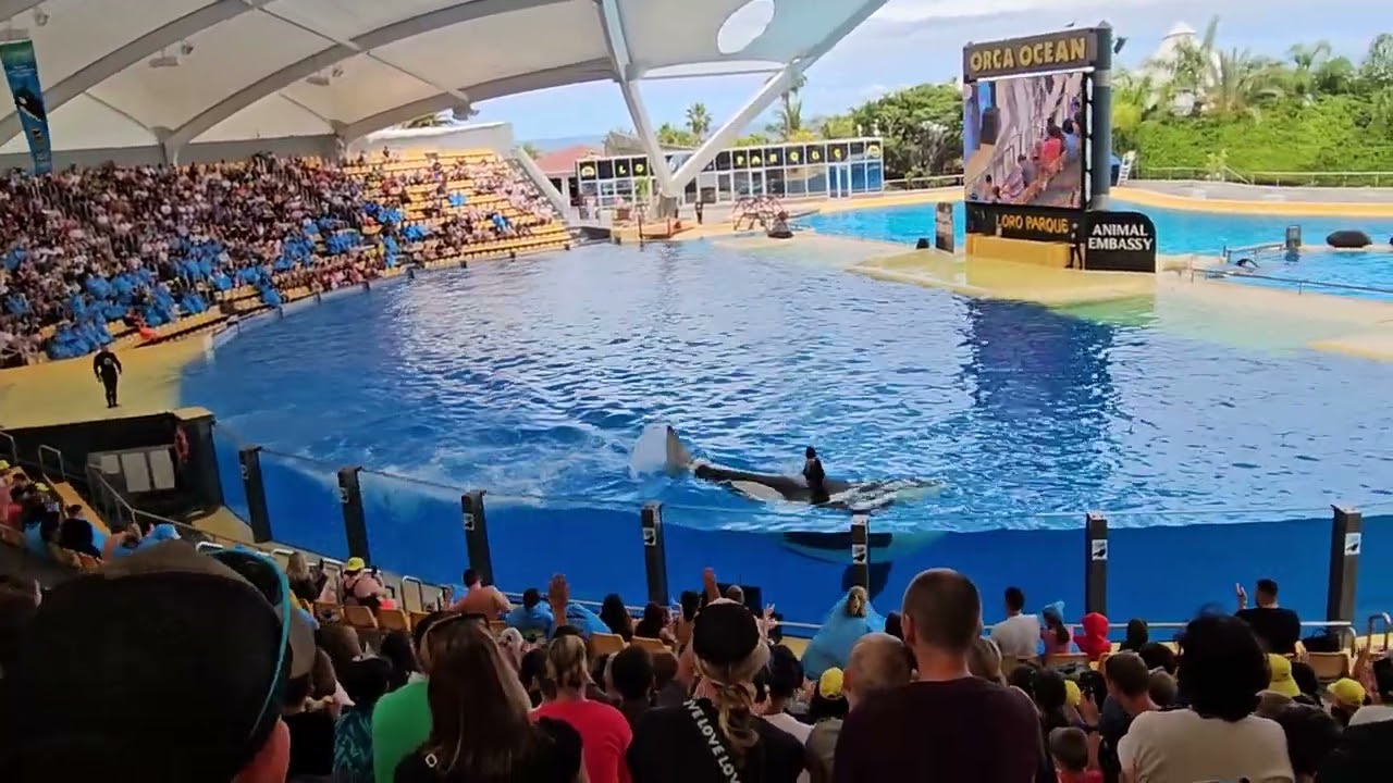 Loro Parque 19.5.2024