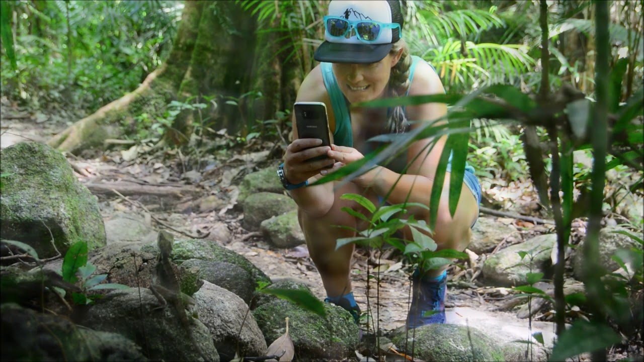 Boyd's Forest Dragon in Mossman Gorge Daintree