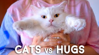 Cats vs Hugs