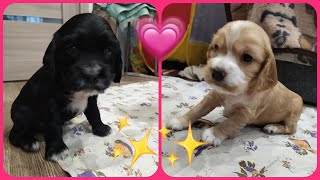 Щенячий Патруль  🐕🐾🐕🐾🐕 Cute Little Puppies ❤️🐶