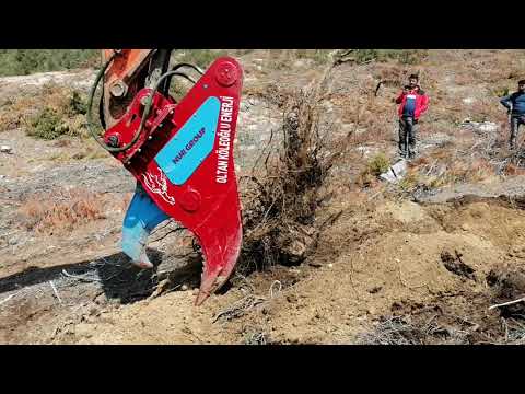 Video: Ağac Pionu. Kök şlamları Ilə çoxalma