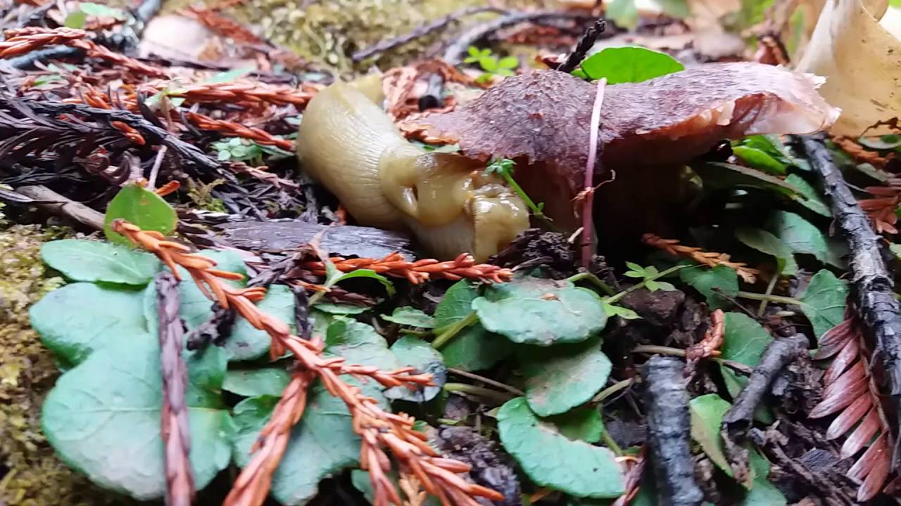 camera iphone 8 plus apk Cute hungry banana slug