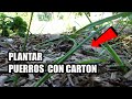 Como Plantar Puerros con el Metodo del Carton y Acolchado