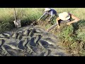 Wow!! Unbelievable Fishing - Two Handsome Men Catching A Lot Of Fish Under Green Grass During Winter