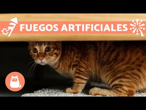 Video: ¿Los gatos se asustan con los fuegos artificiales?