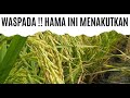 HAMA INI MELIBAS PADI BEGITU CEPAT,  WASPADA