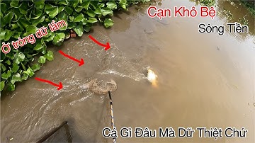 Trong Bệ Rút Ra Dữ Lắm Cá Con Nước Cạn Khủng Khiếp Sông Tiền | Kích Cá Miền Tây | Catch Fish