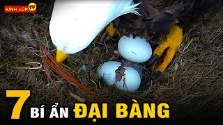 🔥 7 Bí Ẩn Ly Kỳ Và Thú Vị Về Đại Bàng Mà 99% Mọi Người Chưa Biết | Kính Lúp TV