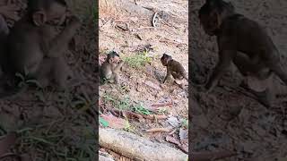 #monkey #monkeysr #animals #monkeysr #babymo #cute #babymonkey #funny #baby