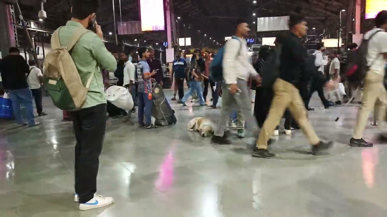 Dog sleeping at busy CSTM Station.