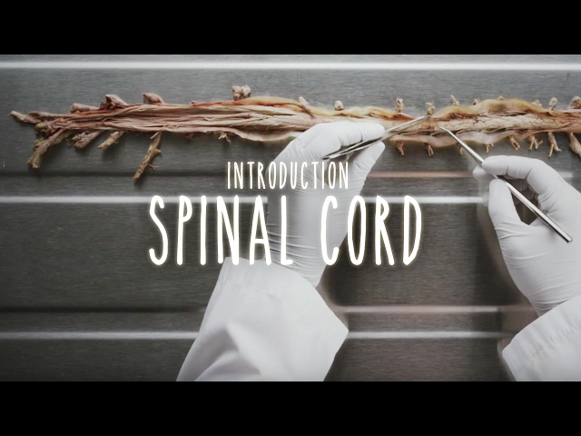 Neuroanatomy  S1 E2A: Introduction to the Spinal Cord #neuroanatomy #spinalcord #medicine class=