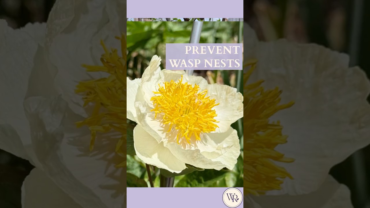 How Fake Hornet Nests Stop Wasps & Yellowjackets | Easy Wasp Prevention Hack 