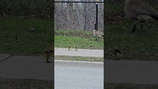 Geese with baby Geese #Geese #babygeese #ducklings #geeselife #canada #canadageese