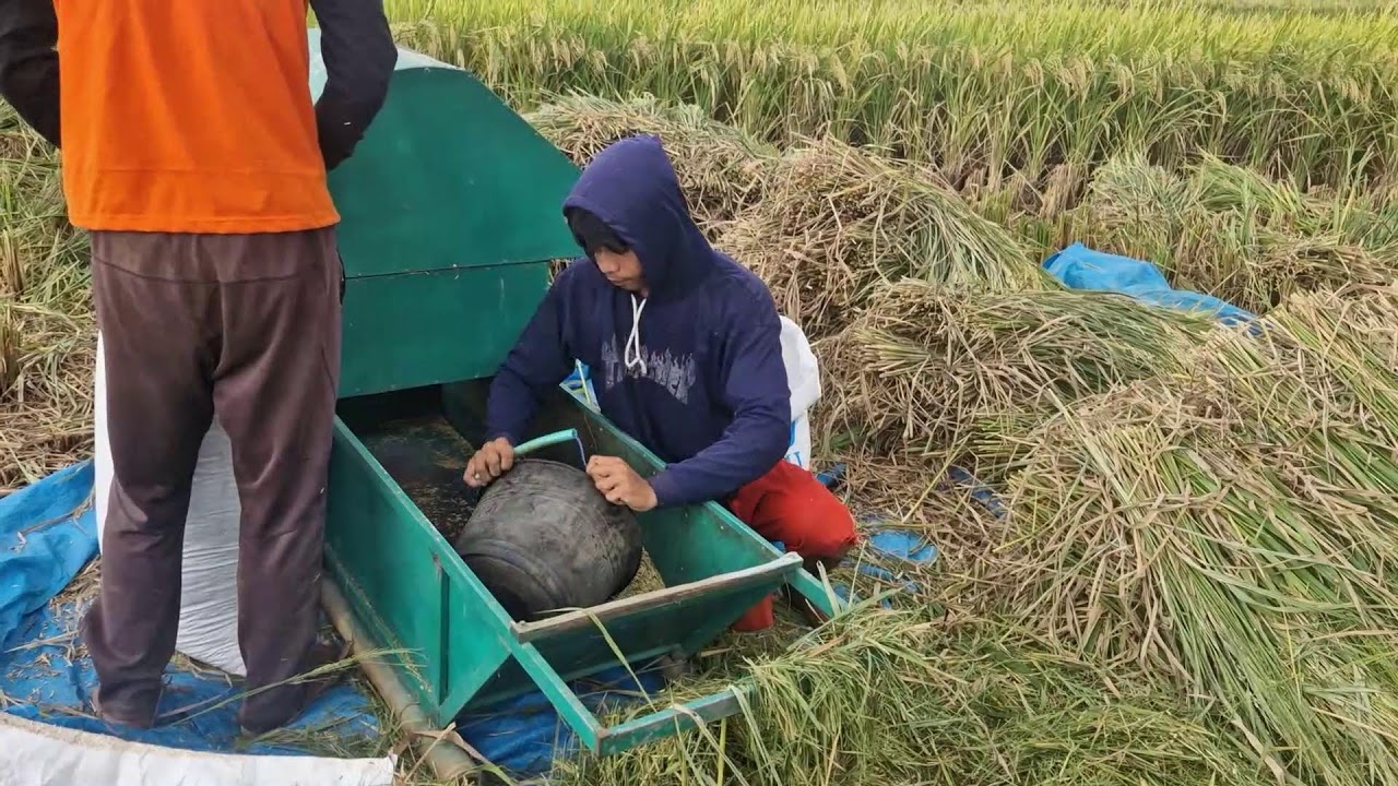 FARMERS’ GENIUS TRICK FOR PACKING RICE HARVEST INTO BAGS - Agriculture Farming