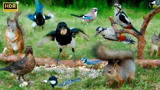 SQUIRREL and BIRD Watching Forest Clowns On The Ground  Cat TV  Dog TV Bird TV