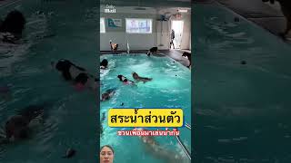 ชวนเพื่อนเล่นน้ำ #dog #viralvideo #shortvideo #funny #animals #youtubeshorts #pets #greenscreen
