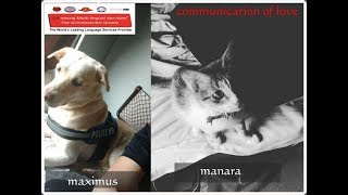 playful Cat and dog playing  -communication of love- @deneerajmulti-lingualservi8341