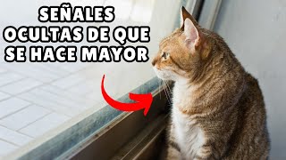 8 SEÑALES ocultas de que tu gato está ENVEJECIENDO by Zona Gatos 7,545 views 1 month ago 7 minutes, 19 seconds