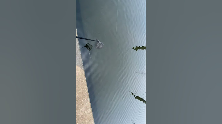魚デカすぎて網に入るわけない 魚おそよ1m 網直径30cm